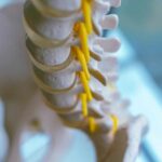 Close-up of a spine model highlighting the vertebrae and spinal cord