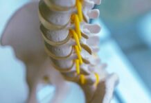 Close-up of a spine model highlighting the vertebrae and spinal cord