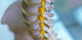 Close-up of a spine model highlighting the vertebrae and spinal cord