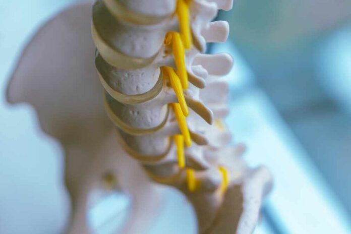 Close-up of a spine model highlighting the vertebrae and spinal cord