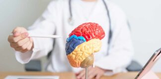 A doctor pointing at a colorful brain model during a consultation