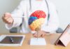 A doctor pointing at a colorful brain model during a consultation
