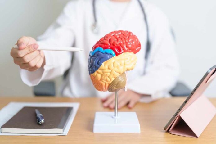 A doctor pointing at a colorful brain model during a consultation