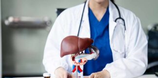 Healthcare professional presenting a liver anatomy model