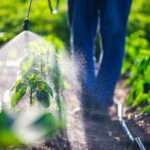 Widely Used Farm Chemical Linked To Hospital Superbugs A farmer spraying pesticide on green plants in a field
