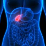 Human torso anatomy highlighting the gallbladder