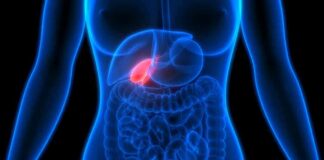 Human torso anatomy highlighting the gallbladder