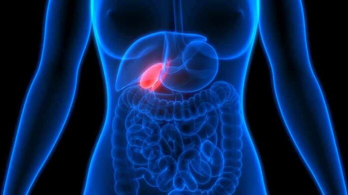 shutterstock_1364345864 Human torso anatomy highlighting the gallbladder