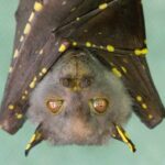 Why Bats carry dangerous viruses without getting sick bat hanging upside down with spotted wings