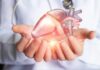 Hands holding a digital heart model